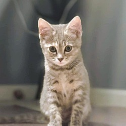 Thumbnail photo of Azalea Kitten #1