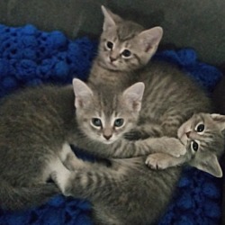 Photo of Grey Triplets-NOT Bonded