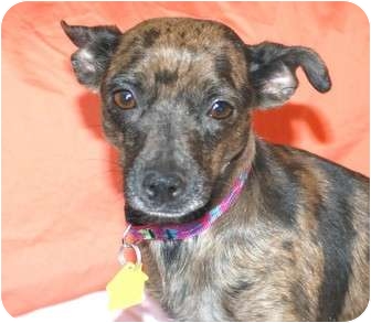Yorba Linda Ca Chihuahua Meet Olivia A Pet For Adoption