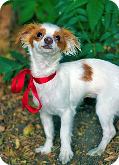 italian greyhound papillon mix