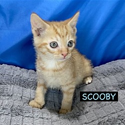 Thumbnail photo of CAT-U5M SCOOBY #1