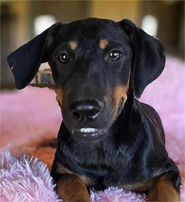 Pittsburgh, PA - Doberman Pinscher/Labrador Retriever. Meet Saffron a ...