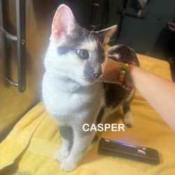 Thumbnail photo of Casper #3