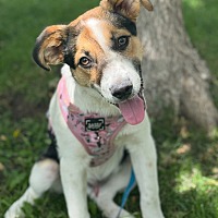 adopt a pet