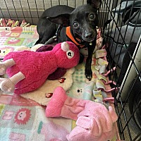 adopt a pet