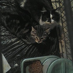 Thumbnail photo of Cats/KittensMisc. #2