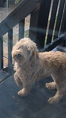 Salt Lake City Ut Goldendoodle Meet Pyper A Pet For