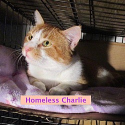 Thumbnail photo of Charley-adopted 2-09-19 #3
