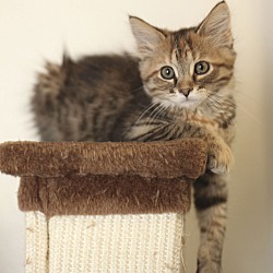 Photo of Simone (Sweetie #8 - Kitten #4)