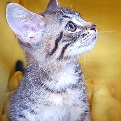 Thumbnail photo of Tourmalina's kitten Alexandrite #2