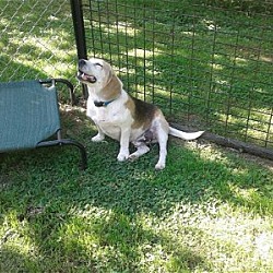 Thumbnail photo of Buster Beagle #3