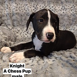 Photo of Knight Chess