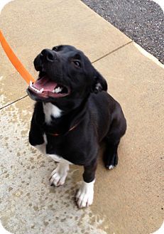 brittany spaniel lab mix