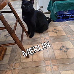 Thumbnail photo of MERLIN #1