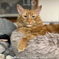 Thumbnail photo of Leo #1