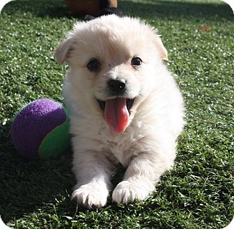 Henderson, NV - Pomeranian. Meet Paddington a Pet for ...