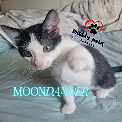 Thumbnail photo of House of Kitten Litter:  MoonDancer #1