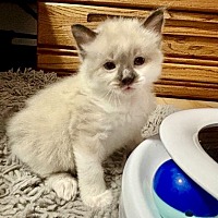 adopt a pet
