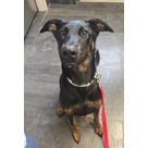 Adopt A Pet :: Leia - Jackson, MI