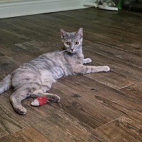 adopt-pet