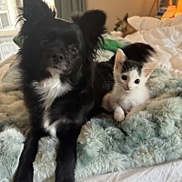 adopt a pet