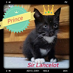 Thumbnail photo of Sir Lancelot #2