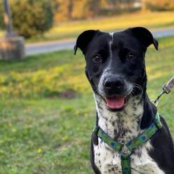 Humboldt County Animal Shelter In Mckinleyville, California