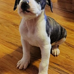 muddy layne brindle litter