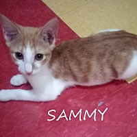 Photo of Sammy