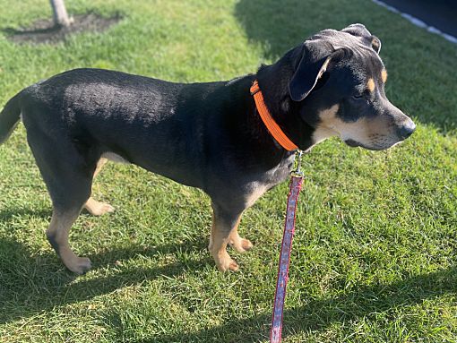 Macungie, PA - Labradoodle/Rottweiler. Meet Bruno a Pet for Adoption ...