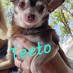 Photo of Teeto