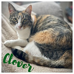 Photo of Clover
