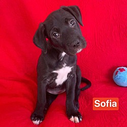 Photo of Sofia