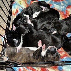 Thumbnail photo of GSP puppies $$ #1
