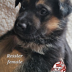 Thumbnail photo of Ressler #2