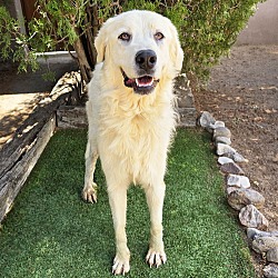 Thumbnail photo of Ravishing Ms Rajie ~ Gentle Golden Pyr ! #2