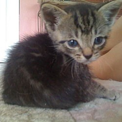 Thumbnail photo of Tabby #2