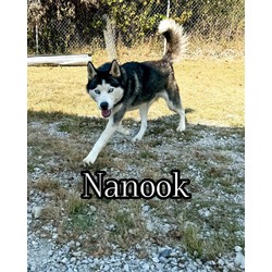 Thumbnail photo of Nanook #1