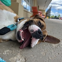 adopt a pet
