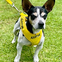 adopt a pet