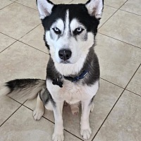 adopt-pet