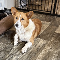 adopt a pet