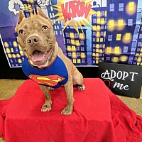 adopt a pet