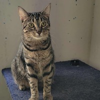 adopt-pet
