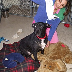 Thumbnail photo of Starr-ADOPTED!!! #2