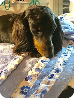 Jackson Tn Dachshund Meet Cricket A Pet For Adoption