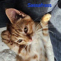 Thumbnail photo of Sassafras #3