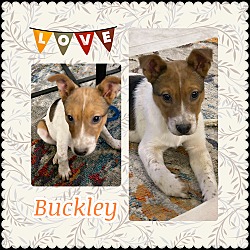 Thumbnail photo of BUCKLEY Bumble #4