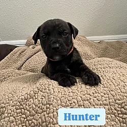 Thumbnail photo of Hunter #2