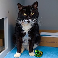 adopt a pet